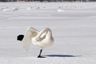 Whooper swan (Cygnus cygnus) toilet, Japan