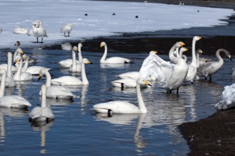 Whooper swan (Cygnus cygnus) group, Japan