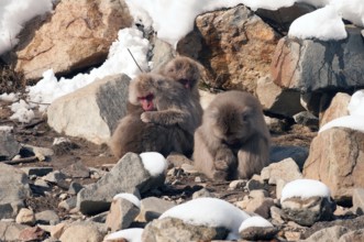Japanese macaque or snow japanese monkey (Macaca fuscata), sleeping family, Japan Monkey-Japanese,