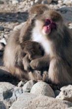 Japanese macaque or snow japanese monkey with baby (Macaca fuscata), Japan Monkey-Japanese, Macaca