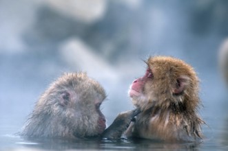 Japanese macaque or snow japanese monkey in onsen (Macaca fuscata), Japan Monkey-Japanese, Macaca