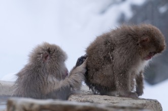 Japanese macaque or snow japanese monkey, baby and mom in onsen (Macaca fuscata), Japan
