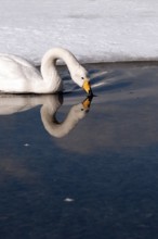 Whooper swan (Cygnus cygnus), Japan