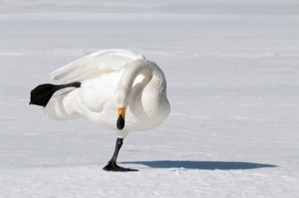 Whooper swan (Cygnus cygnus), Japan