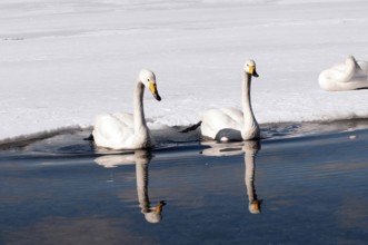 Whooper swan (Cygnus cygnus) couple, Japan