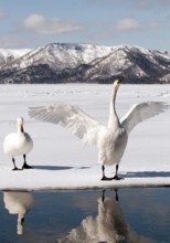 Whooper swan (Cygnus cygnus) couple, Japan