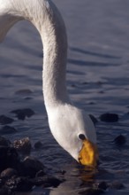 Whooper swan (Cygnus cygnus) searching for food, Japan