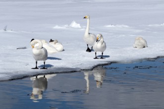 Whooper swan (Cygnus cygnus) group, Japan