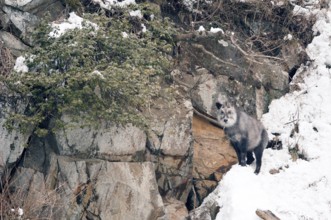 Japanese Serow in winter (Capricornis crispus), Japan Japanese serow, antelope, Japanese goat,