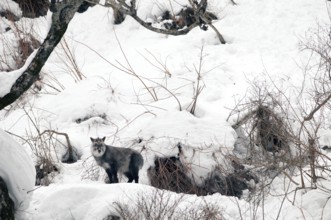 Japanese Serow (Capricornis crispus), Japan Japanese serow, antelope, Japanese goat, Capricornis