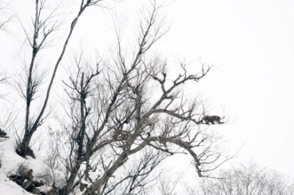 Japanese macaque or snow japanese monkey in a tree (Macaca fuscata), Japan Monkey-Japanese, Macaca