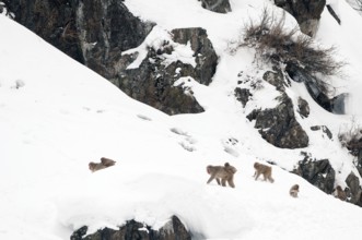 Japanese macaque or snow japanese monkey in the snow (Macaca fuscata), Japan Monkey-Japanese,