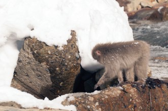 Japanese macaque or snow japanese monkey (Macaca fuscata), Japan Monkey-Japanese, Macaca fuscata
