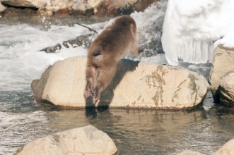 Japanese macaque or snow japanese monkey, young jumping (Macaca fuscata), Japan Monkey-Japanese,