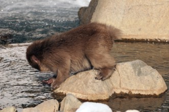 Japanese macaque or snow japanese monkey (Macaca fuscata), young, Japan Monkey-Japanese, Macaca