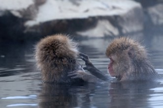 Japanese macaque or snow japanese monkey in onsen (Macaca fuscata), Japan Monkey-Japanese, Macaca