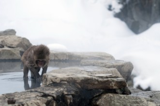 Japanese macaque or snow japanese monkey in onsen (Macaca fuscata), baby, Japan Monkey-Japanese,