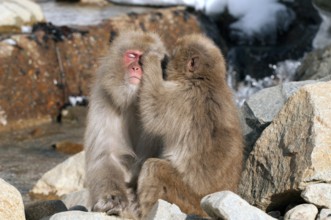 Japanese macaque or snow japanese monkey (Macaca fuscata), Japan Monkey-Japanese, Macaca fuscata