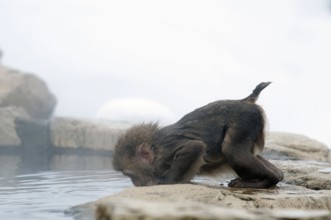 Japanese macaque or snow japanese monkey in onsen (Macaca fuscata), baby drinking, Japan
