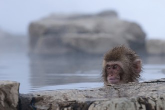 Japanese macaque or snow japanese monkey, baby, in onsen, playing with ice (Macaca fuscata), Japan