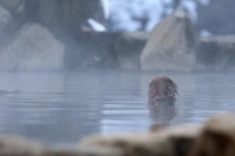 Japanese macaque or snow japanese monkey, baby, in onsen (Macaca fuscata), Japan Monkey-Japanese,