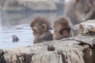 Japanese macaque or snow japanese monkey, babies in onsen (Macaca fuscata), Japan Monkey-Japanese,