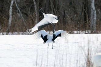 Japanese crane, Red-crowned crane, couple dancing in love season (Grus japonensis), Japan Manchuria
