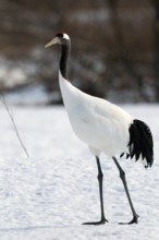 Japanese crane, Red-crowned crane (Grus japonensis), Japan Manchuria Crane, Japanese Crane, Grus