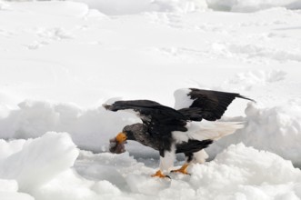 Steller's sea eagle (Haliaeetus pelagicus) eating fish, Russia Steller's sea eagle, Haliaeetus