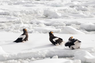 Steller's sea eagle (Haliaeetus pelagicus) on the pack, Russia Steller's sea eagle, Haliaeetus