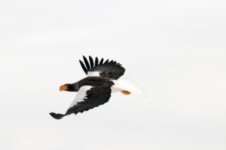 Steller's sea eagle (Haliaeetus pelagicus) flying, Russia Steller's sea eagle, Haliaeetus