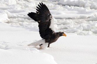 Steller's sea eagle (Haliaeetus pelagicus) take-off, Russia Steller's sea eagle, Haliaeetus