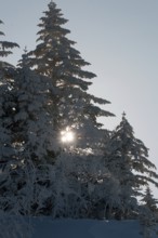 Trees and snow Landscape, Hokkaido, North, East, Winter, (Paysage) Japan, 2017