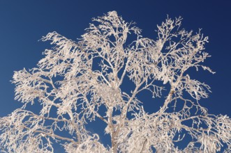 Landscape, Hokkaido, North, East, Winter, (Paysage) Japan, 2017 Tree and snow