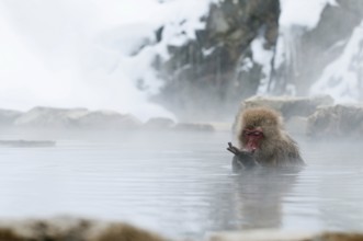 Japanese macaque or snow japanese monkey in onsen (Macaca fuscata), Japan Monkey-Japanese, Macaca