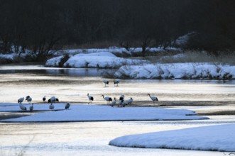 Japanese crane, Red-crowned crane (Grus japonensis), flock before sunrise, Japan Manchuria Crane,