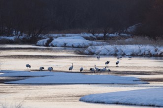 Japanese crane, Red-crowned crane (Grus japonensis), flock in the river before sunrise, Japan