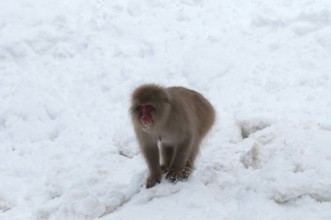 Japanese macaque or snow japanese monkey in the snow (Macaca fuscata), Japan Monkey-Japanese,