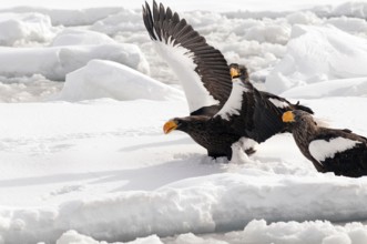 Steller's sea eagle (Haliaeetus pelagicus) take-off, Russia Steller's sea eagle, Haliaeetus