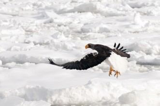 Steller's sea eagle (Haliaeetus pelagicus) flying on the pack, take-off, Russia Steller's sea