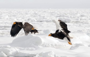 Steller's sea eagle (Haliaeetus pelagicus) couple flyng on the pack, Russia Steller's sea eagle,