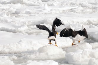 Steller's sea eagle (Haliaeetus pelagicus) eating a fish, Russia Steller's sea eagle, Haliaeetus