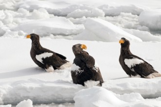 Steller's sea eagle (Haliaeetus pelagicus) on the pack, Russia Steller's sea eagle, Haliaeetus