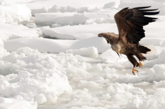 White-tailed Sea-eagle flying (Haliaeetus albicilla), Russia Eagle-rabalva, rabalva, Haliaeetus