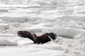 White-tailed Sea-eagle take-off on the pack (Haliaeetus albicilla), Russia Eagle-rabalva, rabalva,