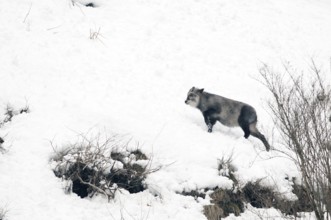 Japanese Serow in winter (Capricornis crispus), Japan Japanese serow, antelope, Japanese goat,