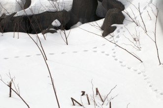 Tracks of red fox (Vulpes vulpes) in the snow Trails, red fox, snow, Vulpes vulpes, (Renard roux)