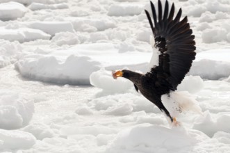 Steller's sea eagle (Haliaeetus pelagicus) flying, take-off with fish, Russia Steller's sea eagle,