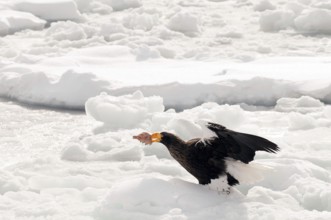 Steller's sea eagle (Haliaeetus pelagicus) on the pack with a fish, Russia Steller's sea eagle,