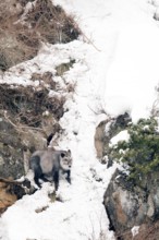 Japanese Serow in winter (Capricornis crispus), Japan Japanese serow, antelope, Japanese goat,